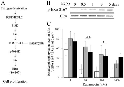 Estradiol Suppresses Phosphorylation Of Erα Serine 167 Through