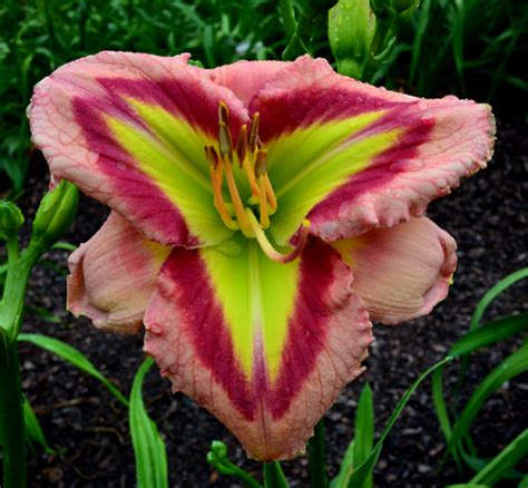 Scarlett Glow Handsome Daylily