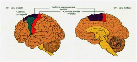 Didattica E Cervello La Memoria Cinestetica