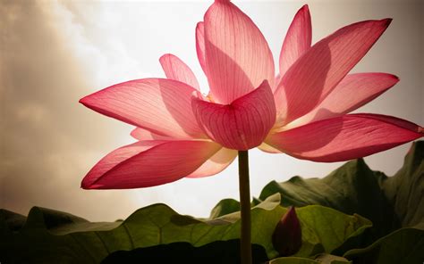 Wallpaper Pink Lotus Petals Backlight 1920x1200 Hd Picture Image