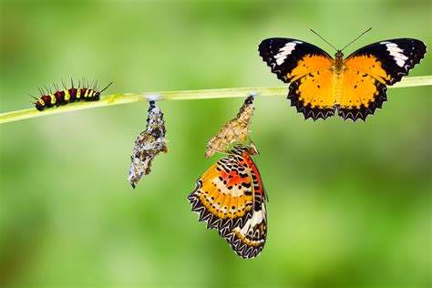 Monarch Butterfly Life Cycle | InterestingInsects.com