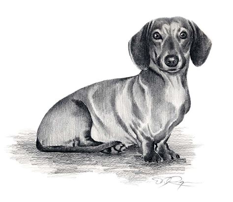 Dachshund Dog Art Print Signed By Artist Dj Rogers Dachshund Painting