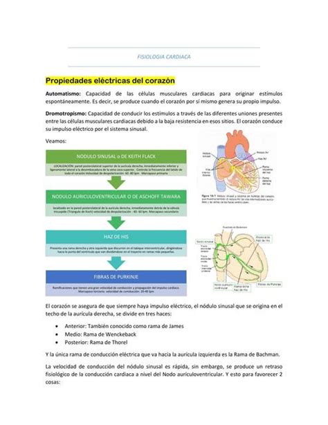 Propiedades El Ctricas Del Coraz N Udocz