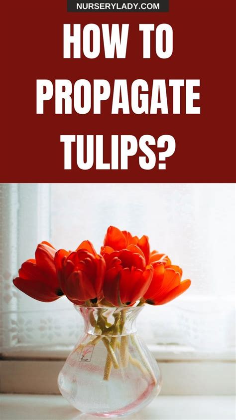 How To Propagate Tulips A Step By Step Guide Nursery Lady Growing