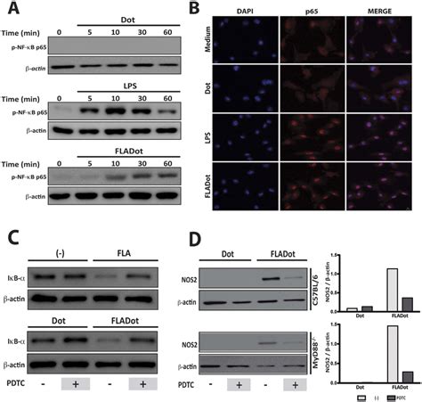 Cytosolic Flagellin Induces Nf B Activation That Is Required For Nos