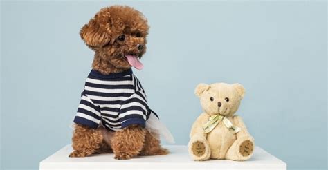 The Best Hypoallergenic Dogs for Kids