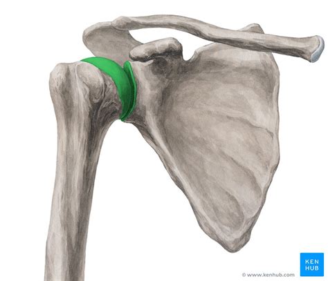 Glenohumeral Shoulder Joint Bones Movements Muscles Kenhub