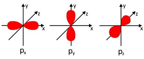 Sketch the general shape of an s orbital and of a p orbital. | Quizlet