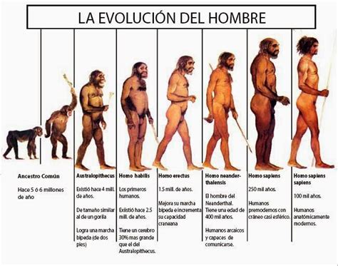 La Evoluci N Humana El Blog Del Profesor Javier Evolucion Del