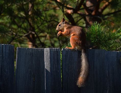 Squirrel Eats Nut On The Fence In The Garden Stock Image Image Of