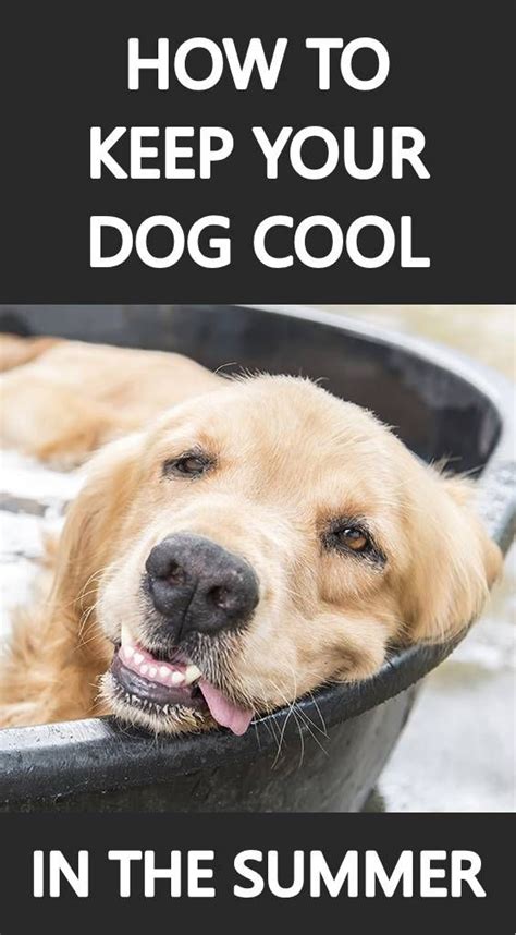 5 Ways To Keep Your Dog Cool In The Summer Dogs Outside Dogs Dog Care