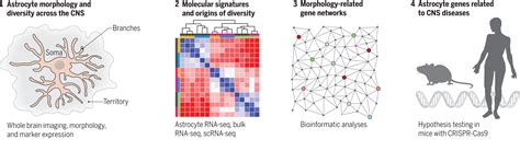 Molecular Basis Of Astrocyte Diversity And Morphology Across The CNS In