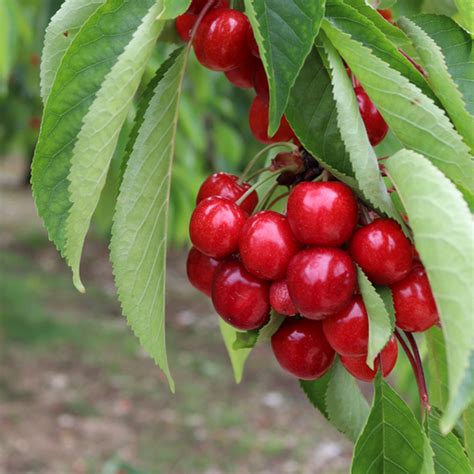 Ciliegio Dolce Zuccherina Di Bitonto Piantedafrutta Italia