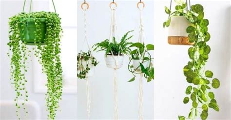 Descubre Cuáles Son Las 9 Plantas De Interior Colgantes Más Hermosas Para Decorar Nuestro Hogar