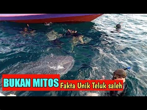 HIU PAUS TERBESAR ADA DI TELUK SALEH FAKTA UNIK LAUT UTARA SUMBAWA