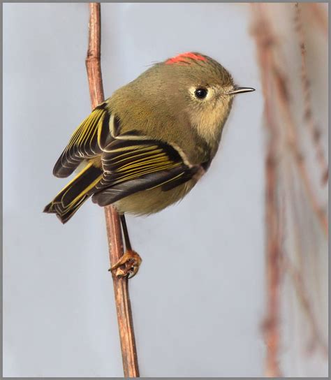 Ruby Crowned Kinglet COSA Birds BioDiversity4All