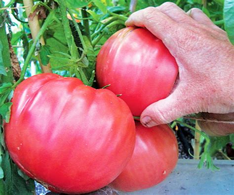 Floral Garden Crafts Pink Brandywine Tomato 5 Seeds Plants Etna Pe