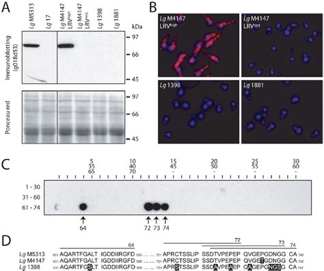 Detection Of Lrv With A Polyclonal Anti Capsid Antibody G D And