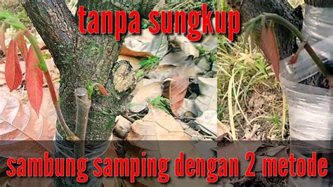 Cara Sambung Samping Kakao Yang Mudah Tanpa Sungkup Ladanggayo