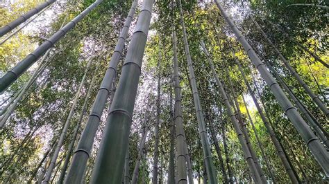 Bamboo Forest In Damyang Juknokwon