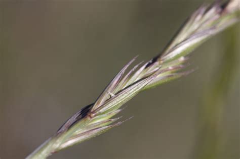 Western Wheatgrass Project Plant Id