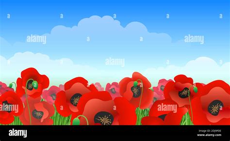 Poppy Landscape Stock Vector Images Alamy