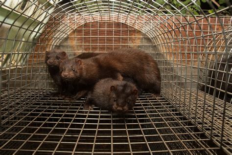 Victory Fur Mink Farm Closes Its Business News