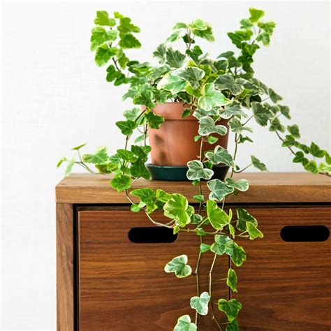 How to Grow and Care for an Ivy Plant | Ivy plants, Ivy plant indoor