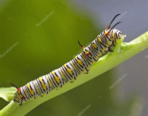 Monarch Butterfly Caterpillar On Milkweed — Stock Photo © bennyartist ...