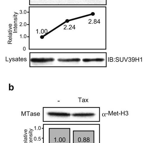 Results Of In Vitro Methyltransferase Assays A Time Course Analysis