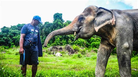 Without tourism, Thailand's elephants are facing a crisis | Adventure.com