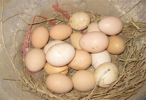 15 Facts About Fertilized Chicken Eggs