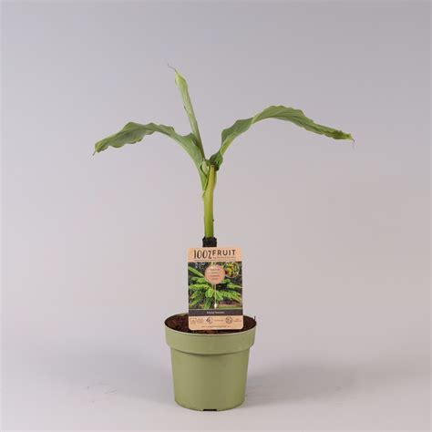 Musa Basjoo Plant Wholesale Floraccess