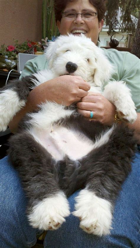 1000+ images about Old English Sheepdogs on Pinterest | Sheep dogs ...