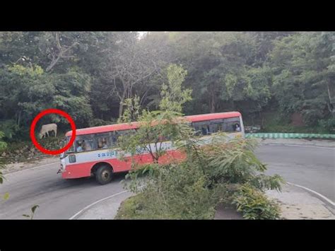 Ksrtc Bus And Car Turning On Big Hairpinbend Road At MM Hills Mysore