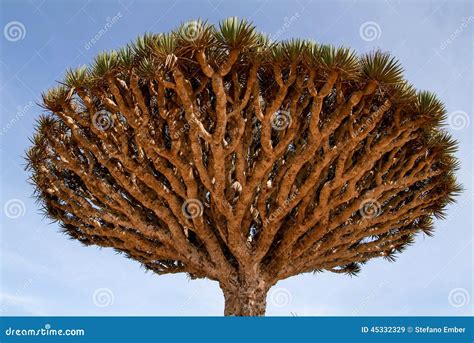 Dragon S Blood Tree at the Island of Socotra Stock Image - Image of east, plant: 45332329