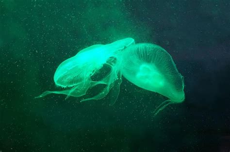 Premium Photo Two Jellyfish Swimming In Water