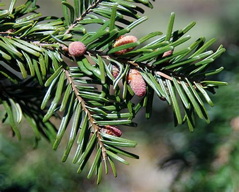 Abies grandis | Landscape Plants | Oregon State University