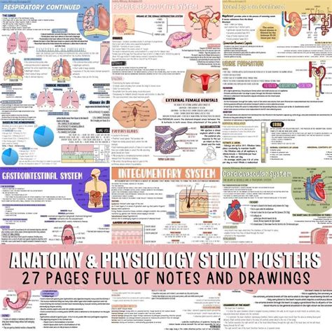 Homeostasis 3 Cheat Sheet Artofit