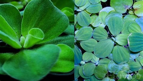 The Ultimate Water Lettuce Care Guide | Fluvico