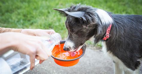 La Spa Lance Un Appel Aux Dons Pour Aider Les Animaux Pendant L T