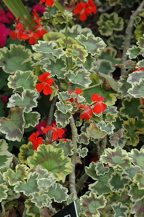 Mrs Pollock Geranium Pelargonium Mrs Pollock In Long Island Westbury Nassau County Jericho