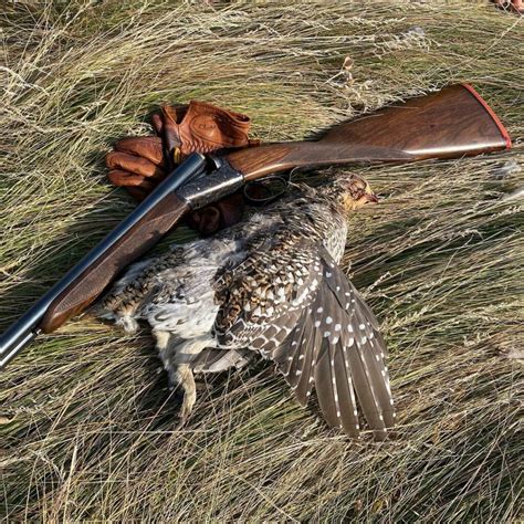 WFS 373 Upland Bird Hunting With Nick Larson Grouse Birdshot