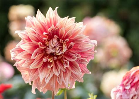 Whitish Pink Dahlia Flower Stock Photo Image Of Blooming 113880866