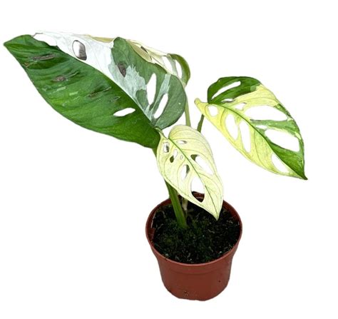 Monstera Adansonii Variegata Plant Wholesale Floraccess