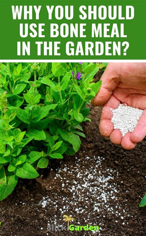 Why You Should Use Bone Meal In The Garden Bone Meal For Plants