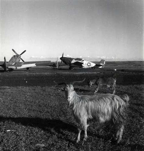 Goats And Mustang Us Army Air Force Gallery