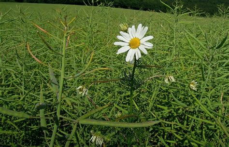 Blume Wiesen Margerite Margerite Kostenloses Foto Auf Pixabay Pixabay