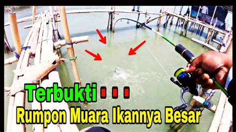 TERNYATA BENAR RUMPON MUARA JADI SARANG IKAN BESAR MANCING