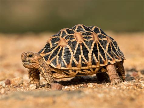 Indian Star Tortoise - Habitat, Care, Diet, Facts - VIVO Pets